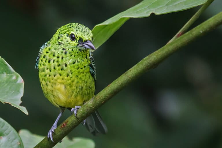 A yellow-bellied tanager in Colombia's rainforests.