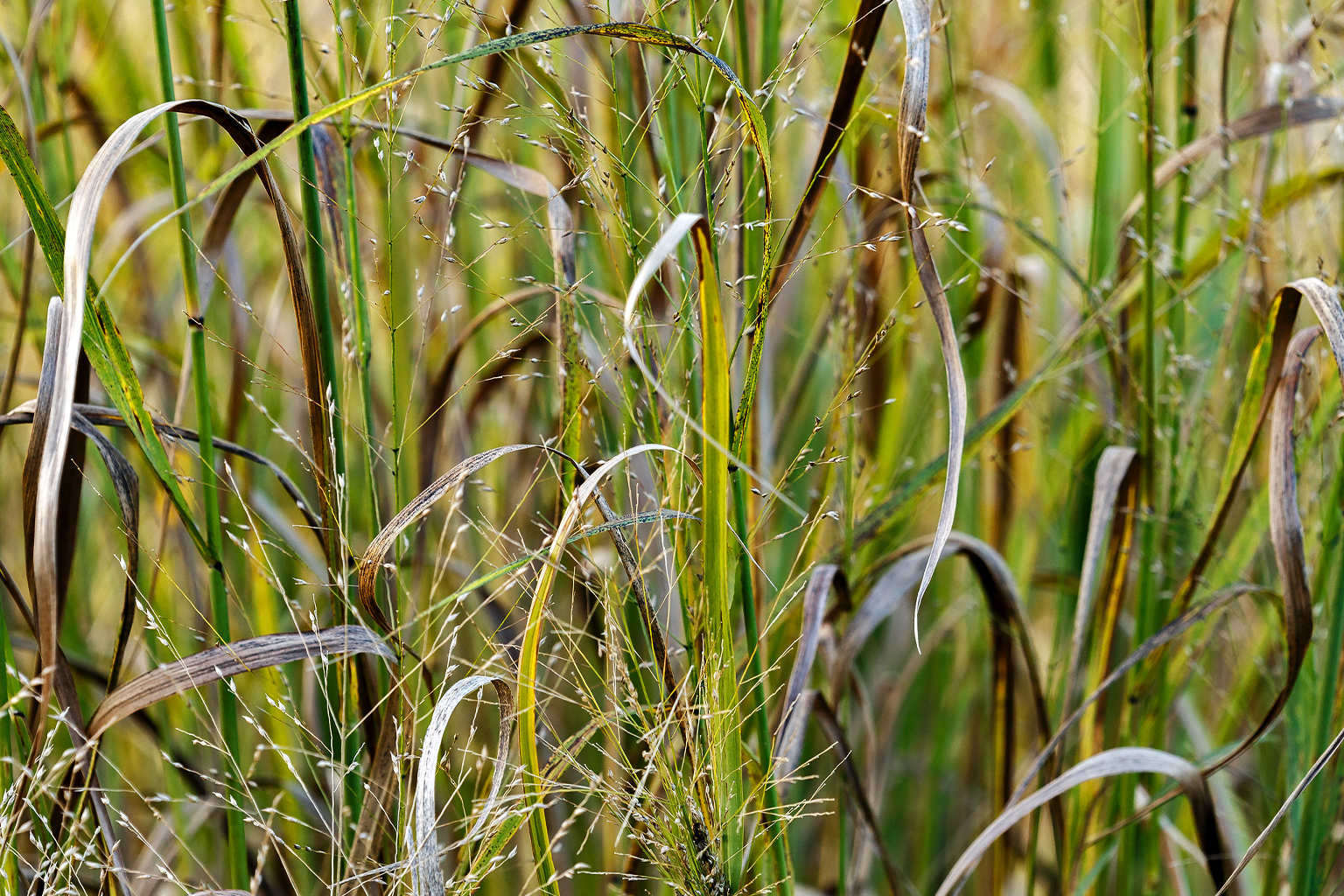 A close-up of panicum virgatum (switchgrass).