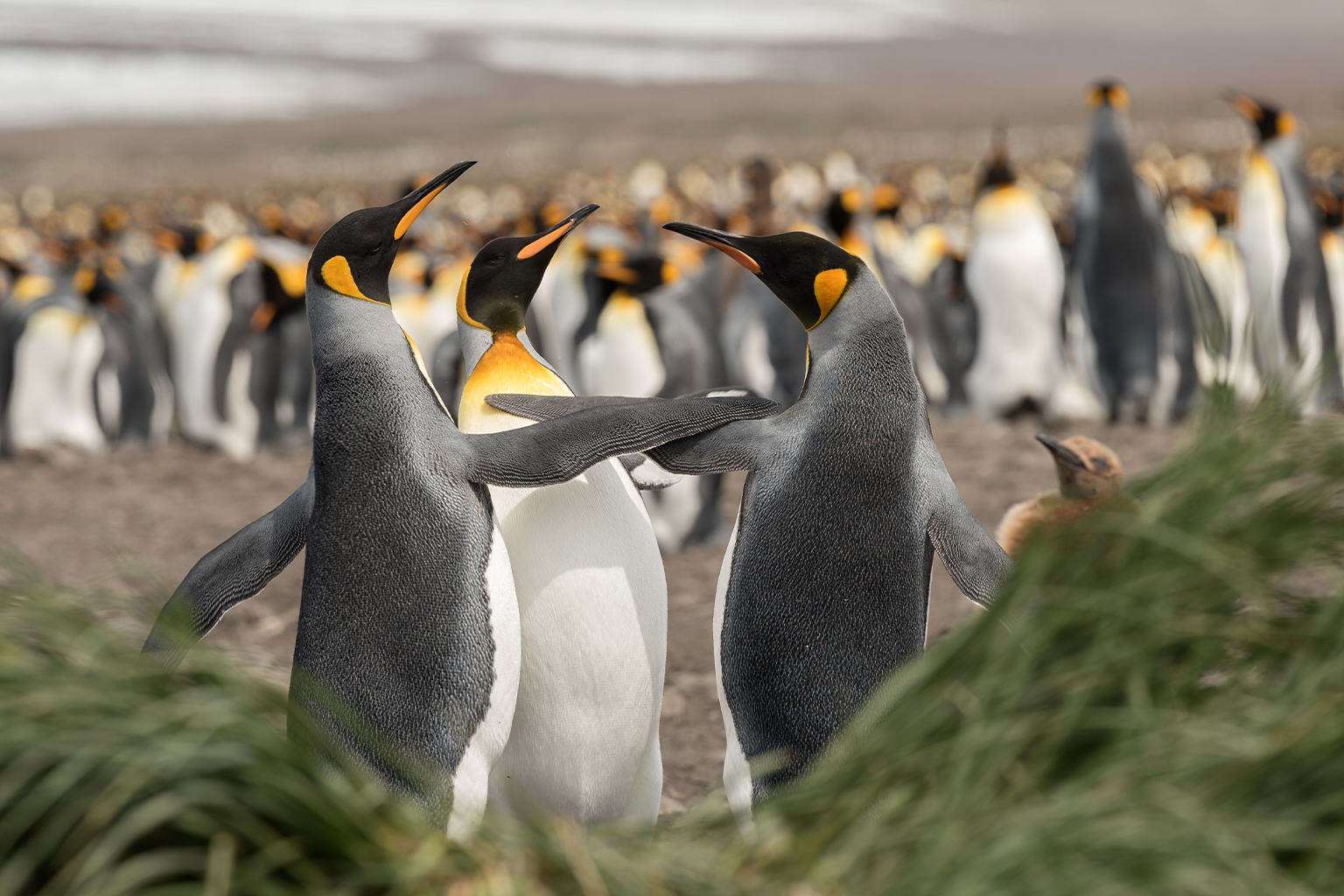 King penguins (Aptenodytes patagonicus) on South Georgia Island.