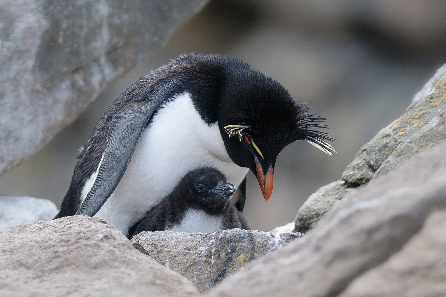 A southern rockhopper penguin with its chick.