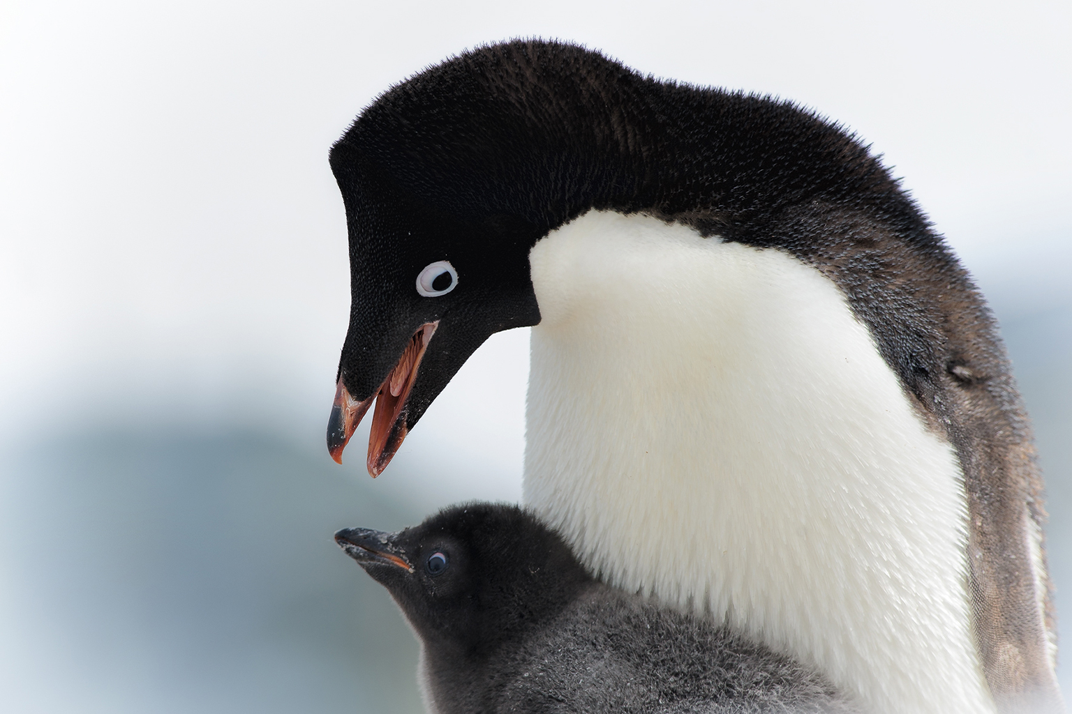 An Adélie penguin (Pygoscelis adeliae) with its chick.