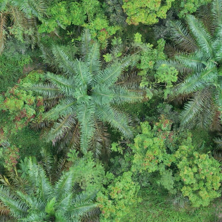 ‘Tree islands’ boost diversity in oil palm plantations, study finds