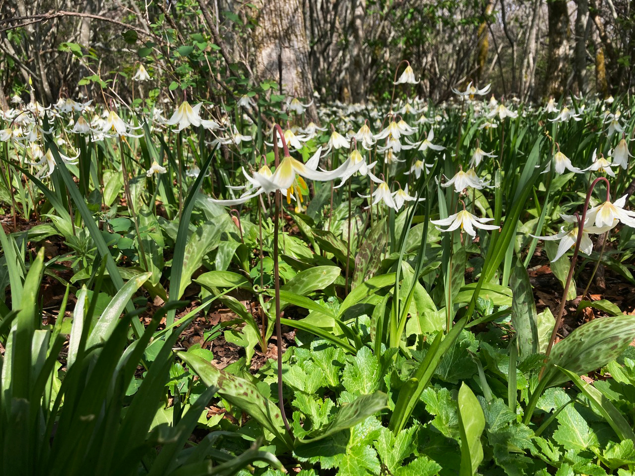 Fawn lilies (Erythronium oregonum) bloom under a grove of Garry oak trees in Uplands Park