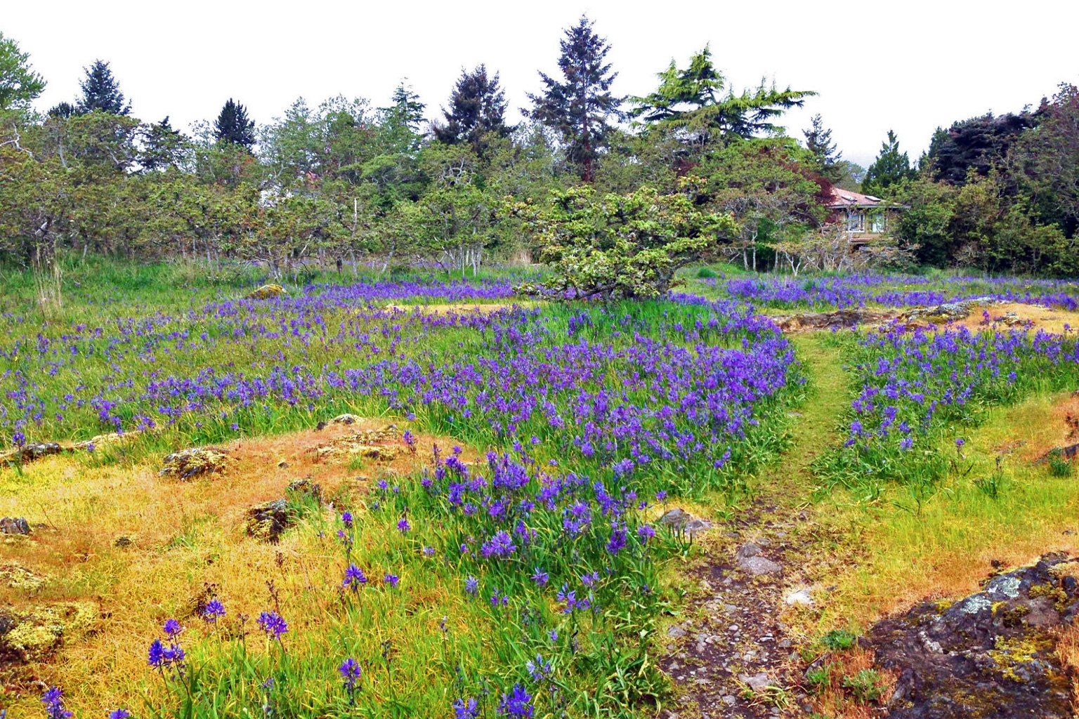 The same area in the park blooming with more blue camas flowers after removing the invasive scotch broom. 