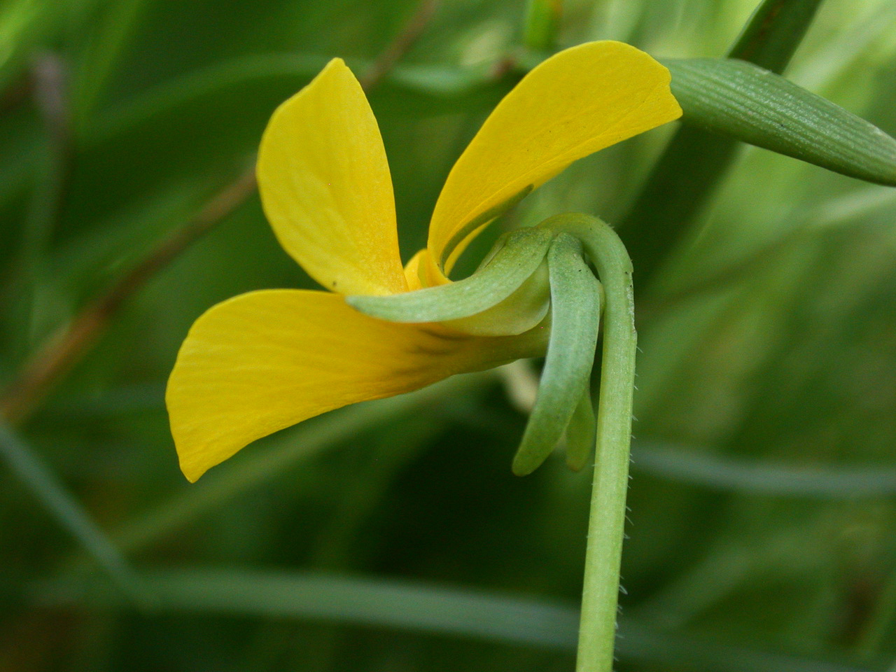 A Yellow montane violet.