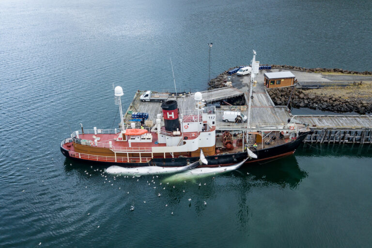 The harpoon or catcher ship Hvalur 8 arrives at the whaling station in Hvalfjörður, West Iceland. Two fin whales are tied to the starboard side of the ship. Image by Arne Feuerhahn / Hard to Port.