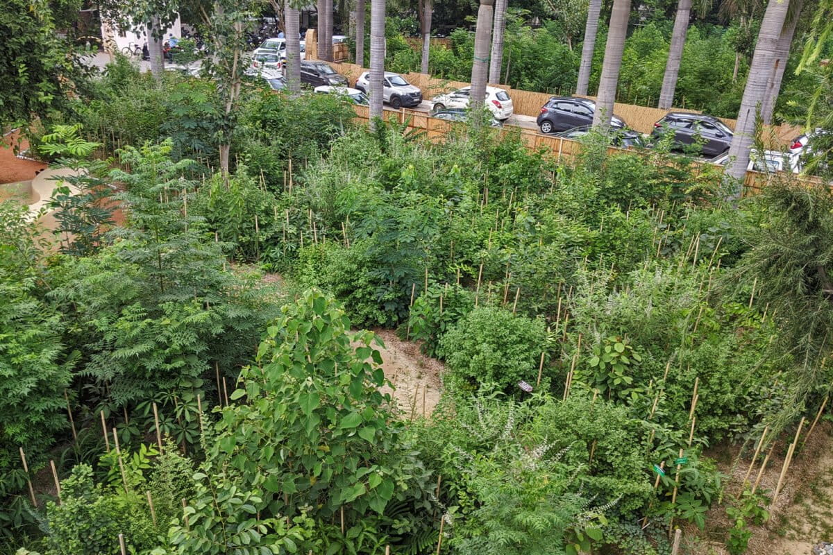 A Miyawaki mini-forest in central Delhi, India.