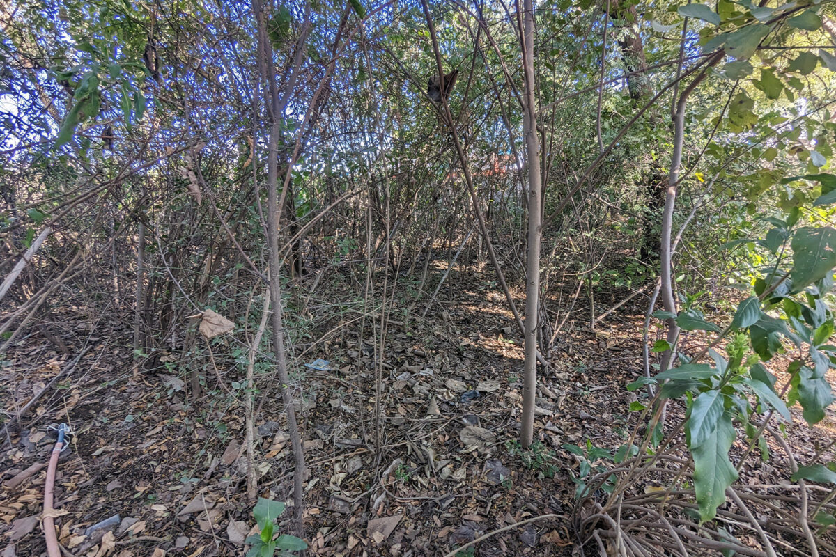 Inside a young Miyawaki forest in Jaipur, India.