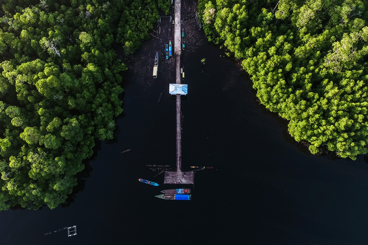 Mangroves of Aru Islands.