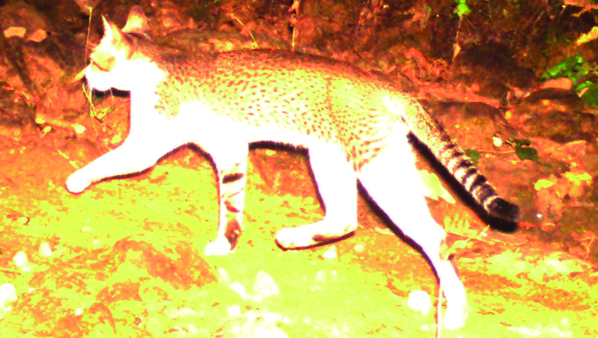 Camera trap photo of the Asiatic wildcat spotted in Nepal.