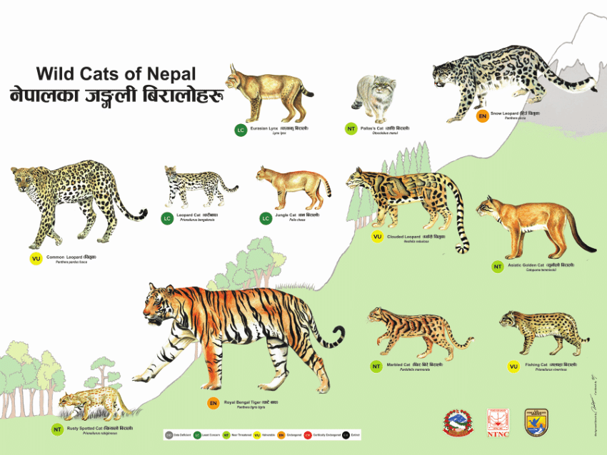 Nepal is known to be home to 12 wildcat species, ranging from the majestic tiger (Panthera tigris) and elusive snow leopard (Panthera uncia), to the diminutive Pallas’s cat (Otocolobus manul). 