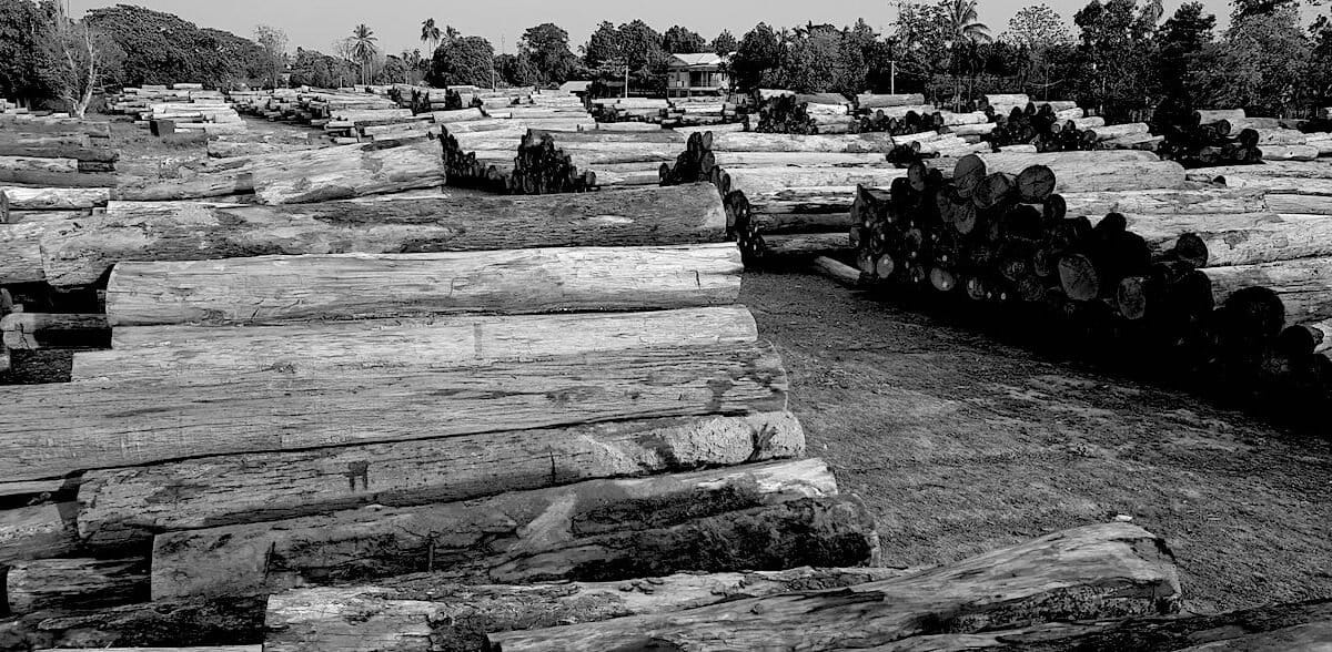 Seized teak logs in Myanmar, 2020. Image courtesy of Environmental Investigation Agency.