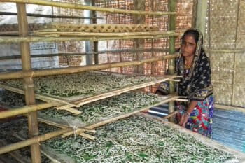 A silkworm farmer from Rajshahi, Bangladesh.