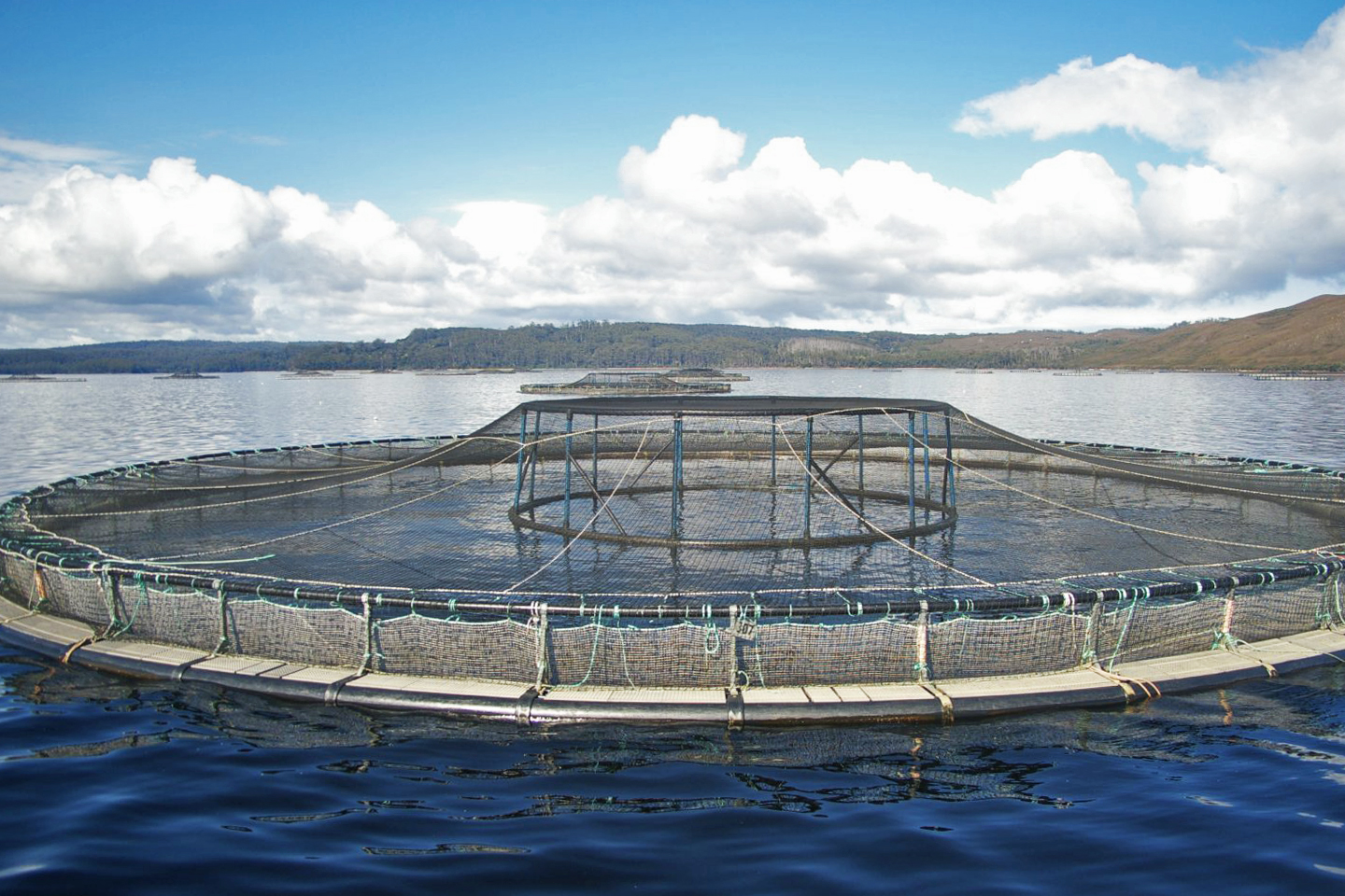 A salmon farming pen in Tasmania.