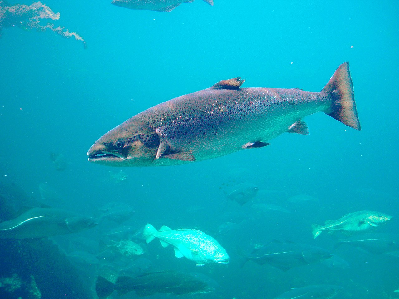 AIRMAR Technology, Last meal for these fish on Lake Ontario ✌🏼 . . . Some  fish had their last meal tonight! #salmon #airmartechnology  #itswhatsunderyou