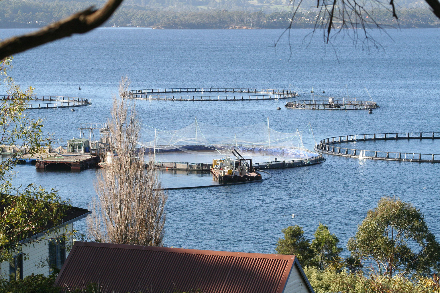 Salmon farming in Tasmania