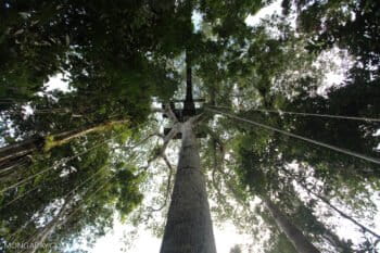 Canopy platform in Amacayacu National Park, Colombia. Photo: Rhett A. Butler.