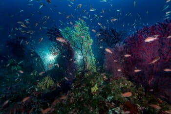 Off Saint Raphaël at a depth of 70 meters a vast underwater forest of red gorgonians (Paramuricea clavata)
