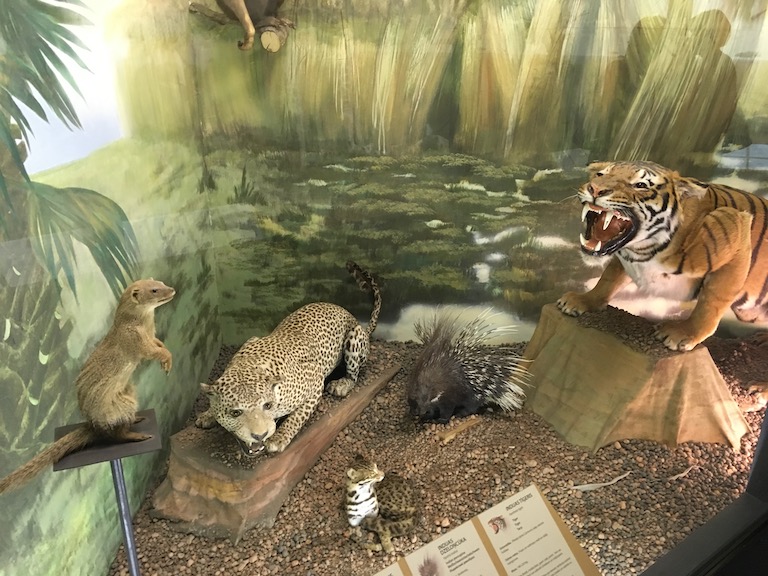 A natural history museum in Riga, Latvia with a diorama of taxidermied Asian wildlife. Image courtesy of the author.