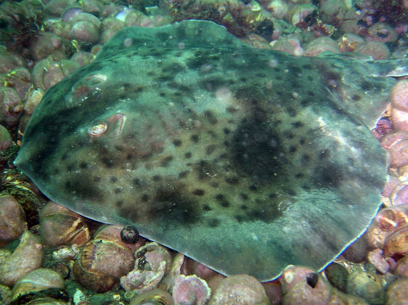 A shorttail fanskate (Sympterygia brevicaudata). 