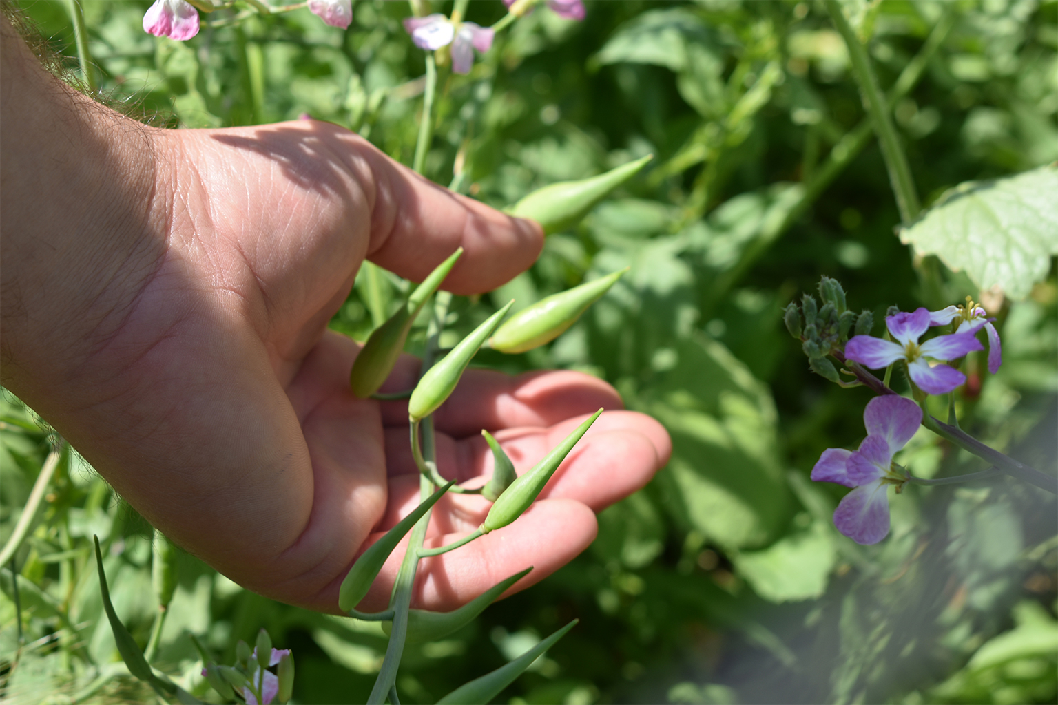 Seeds of a plant.