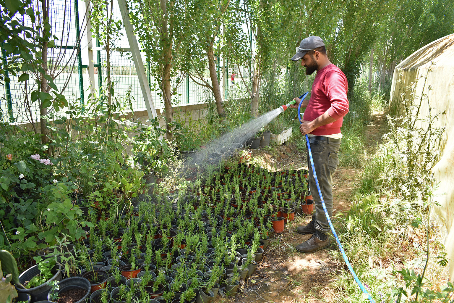 Pierced, plastic hoses are placed among the crops. 