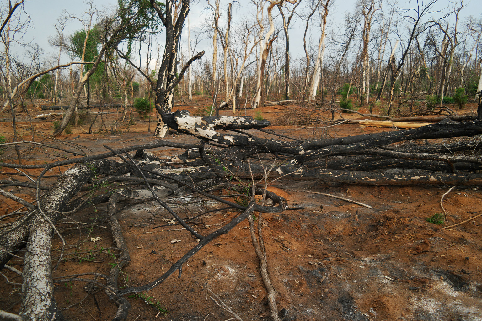 A fallen tree in the reforestation site in Kirindy Mite National Park after a fire in 2021. 