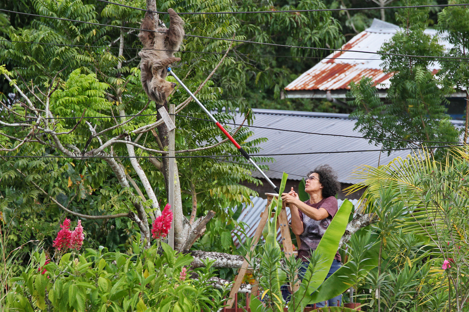 Monique Pool rescues a sloth trapped on an electric wire.