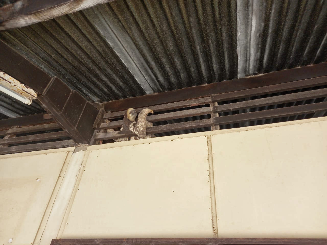 This three-toed sloth got stuck between the planks of an attic. 