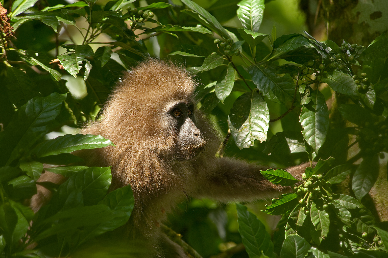 A kipunji.