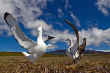 Wandering albatross on Marion Island.