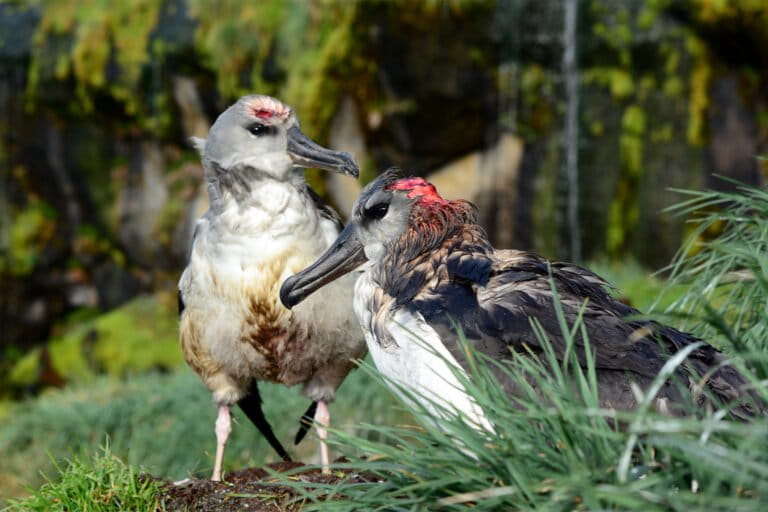 Two fledglings with wounds on their heads.