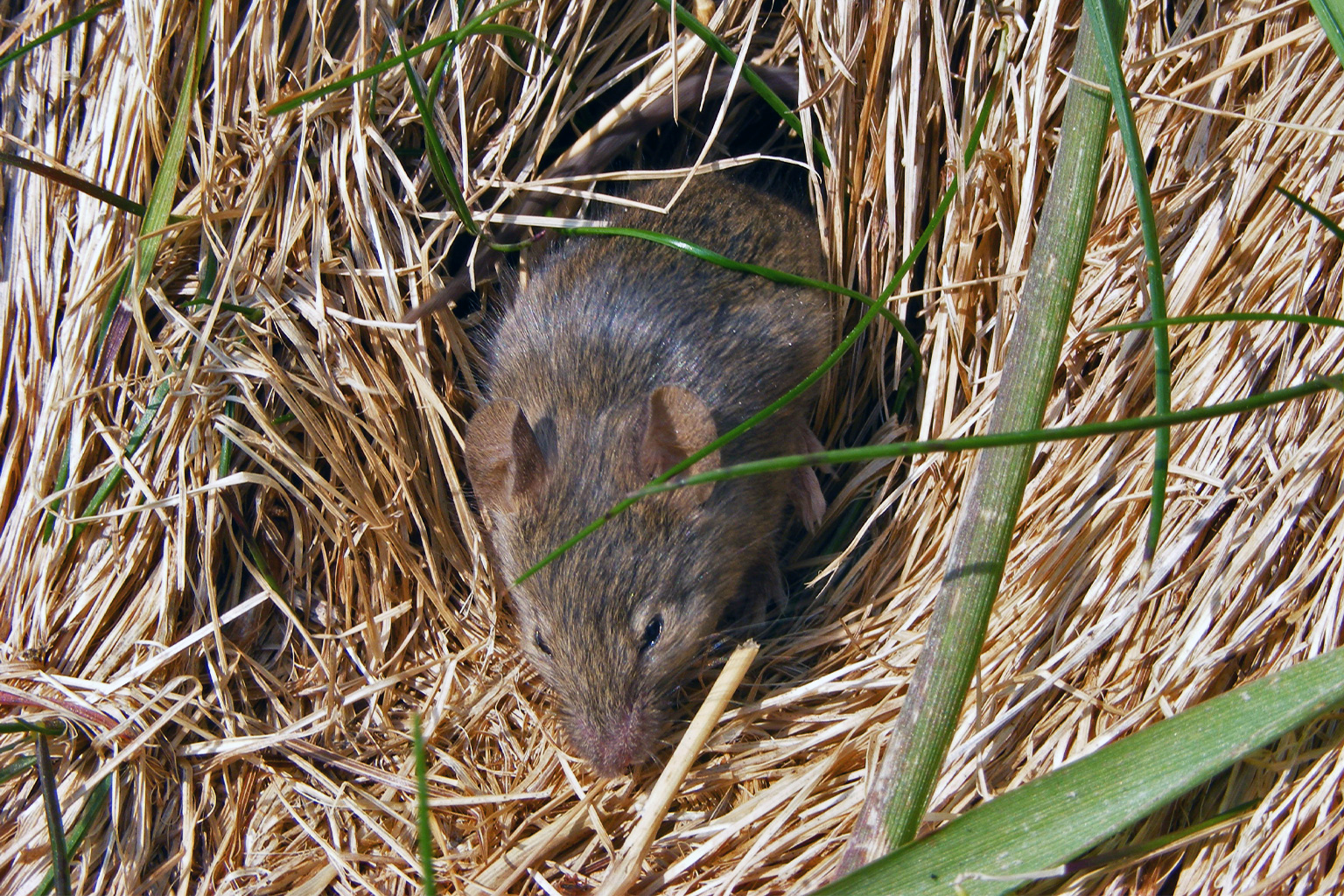 A house mouse (Mus musculus).