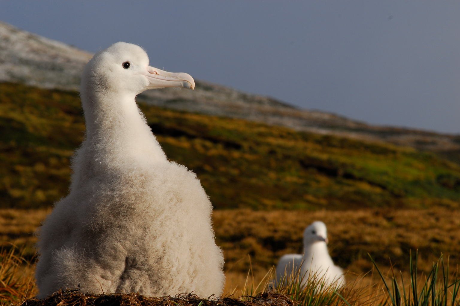 Albatross chicks on Marion Island.