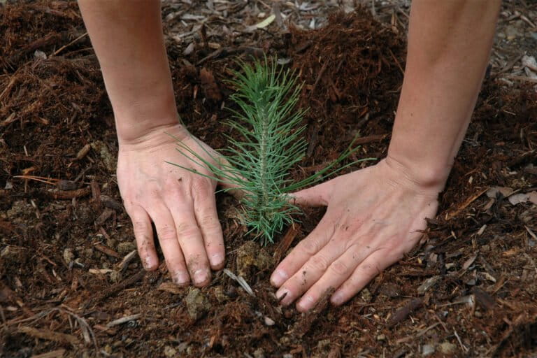 A pine seedling being planted