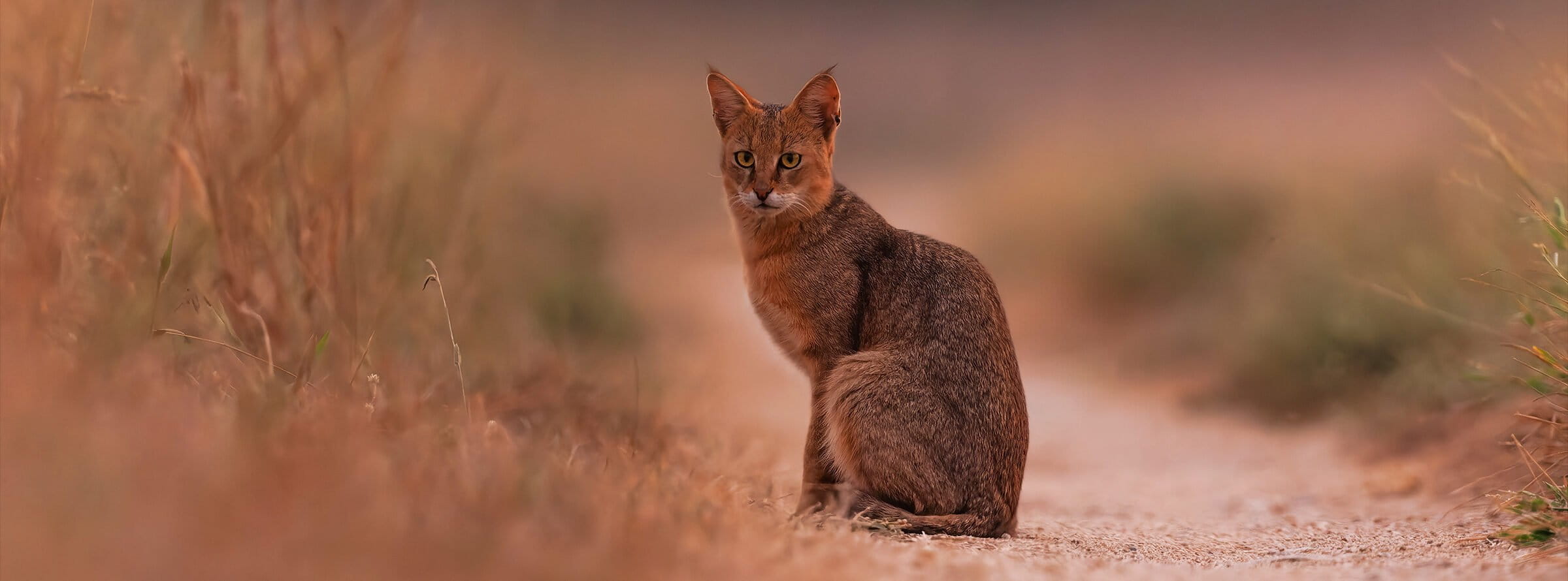 A jungle cat (Felis chaus)