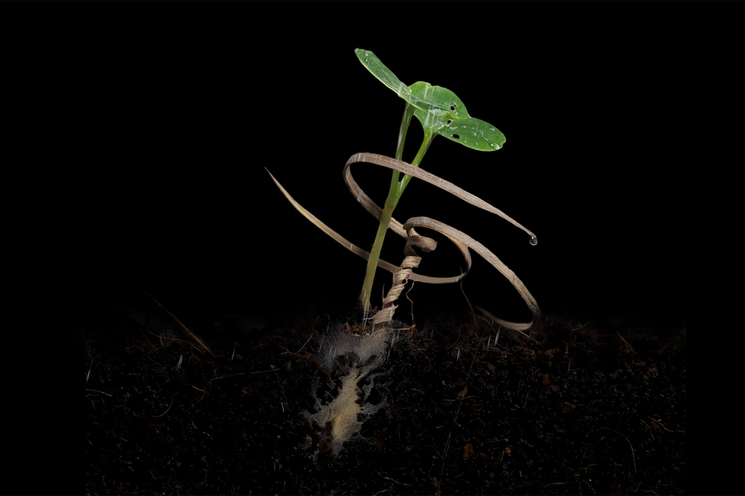 seedling