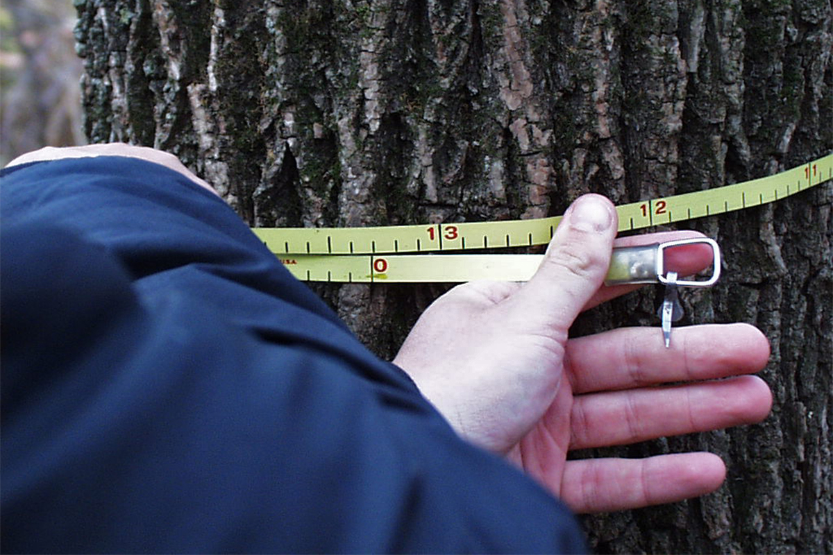 Traditionally, forest monitoring is done by hand