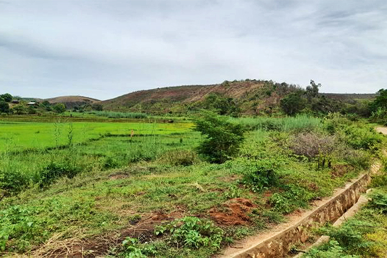 Area identified for planting bamboo in Analavy.