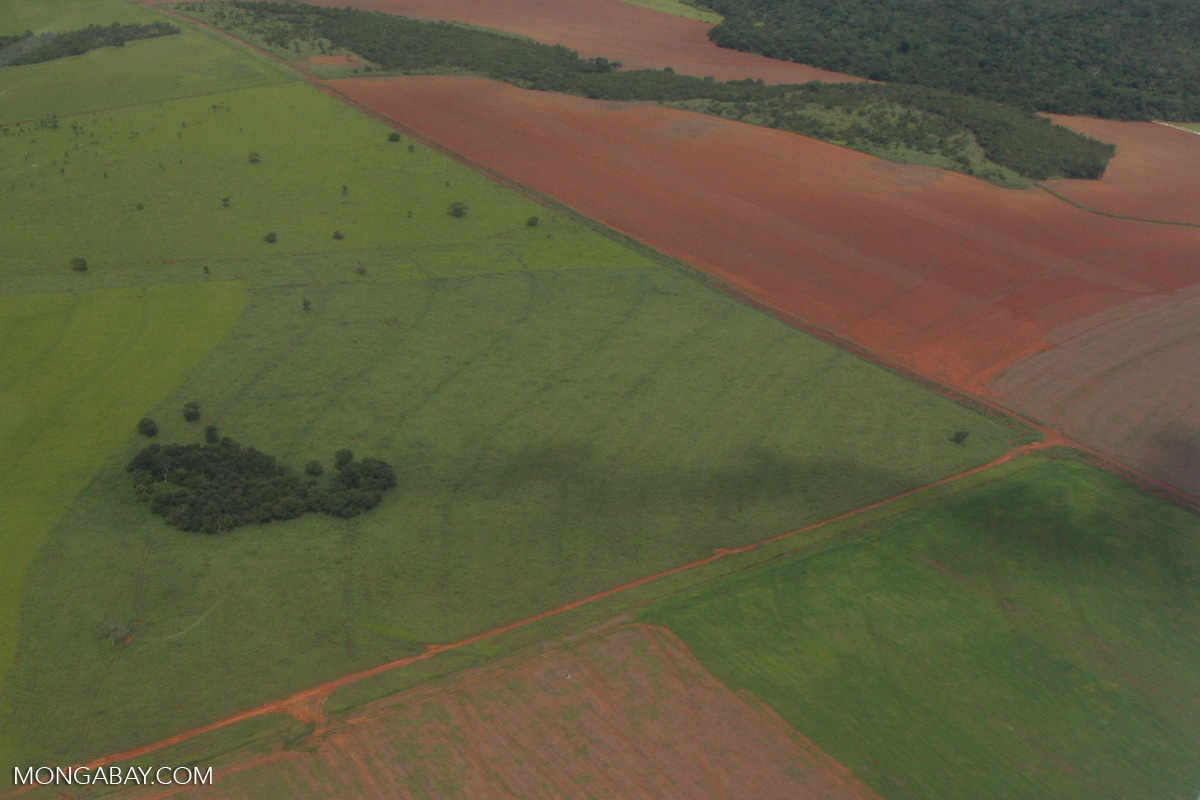 Soy with forest fragments