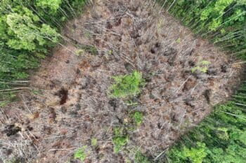 Along the Via Auca, it is common to find patches of deforested land that will later be planted with agricultural or agroforestry crops.