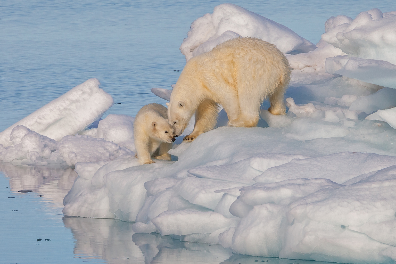 A female polar bear (Ursus maritimus) and its cub