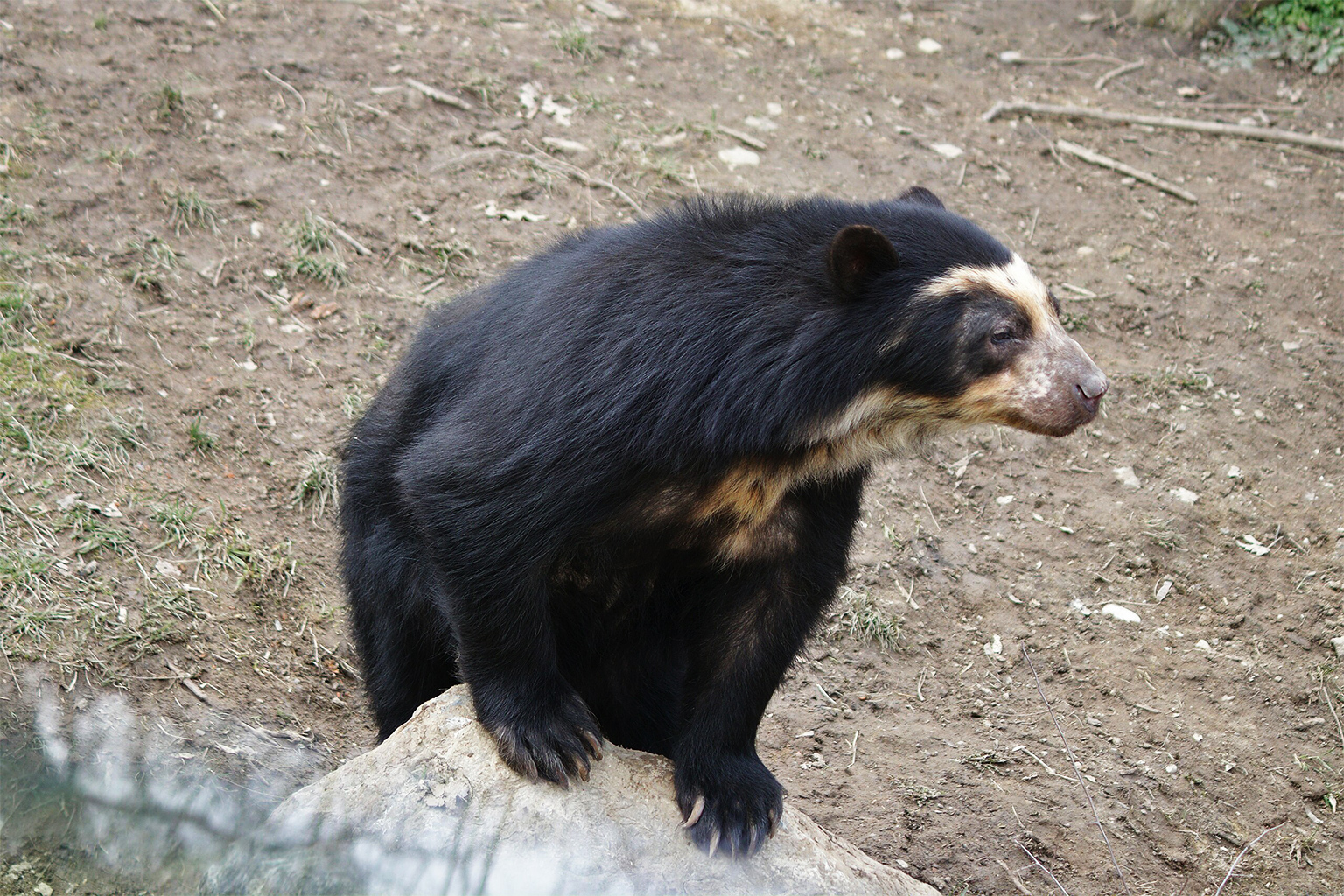 An Andean bear (Tremarctos ornatus)