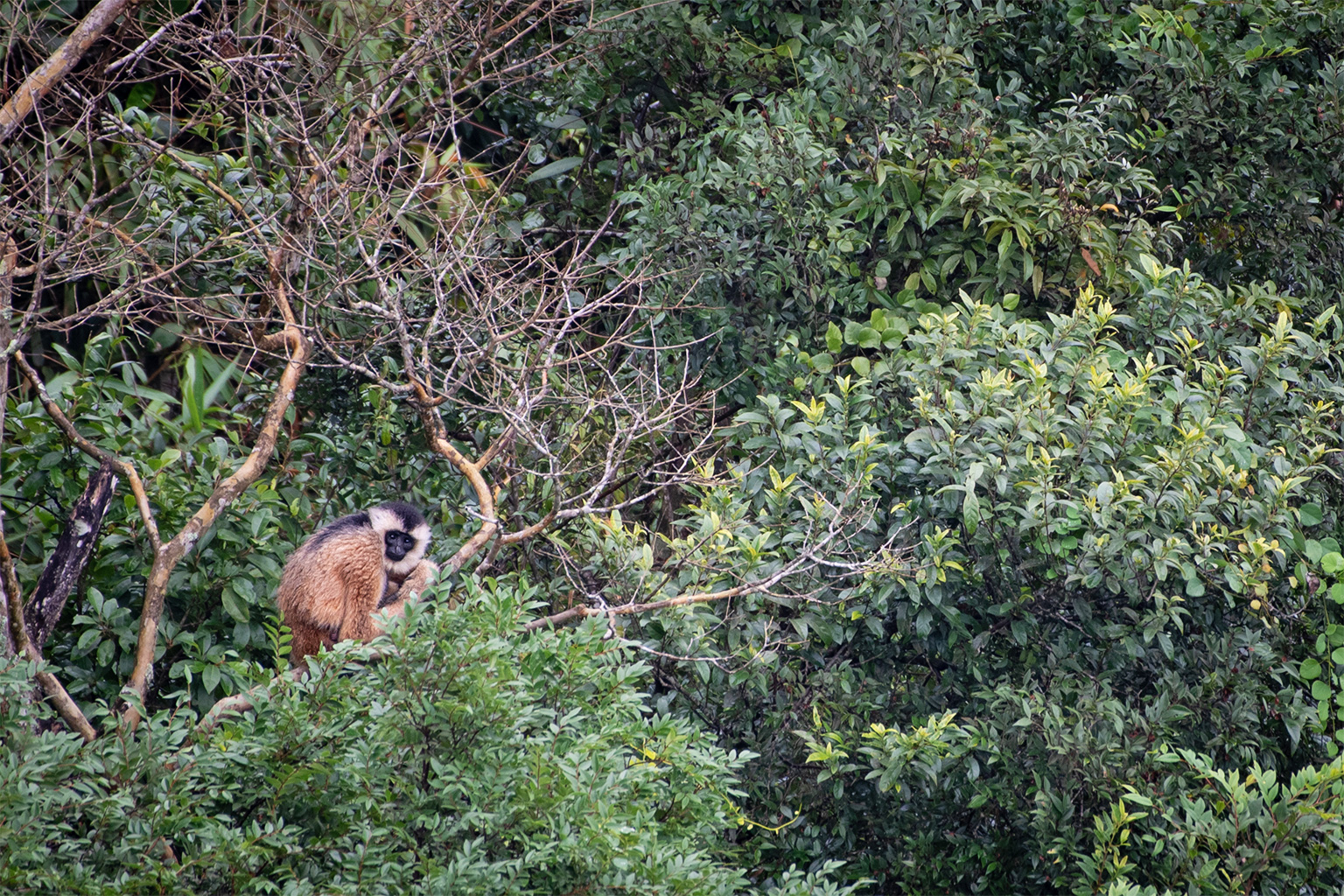 A Cao-vit gibbon in a tree.