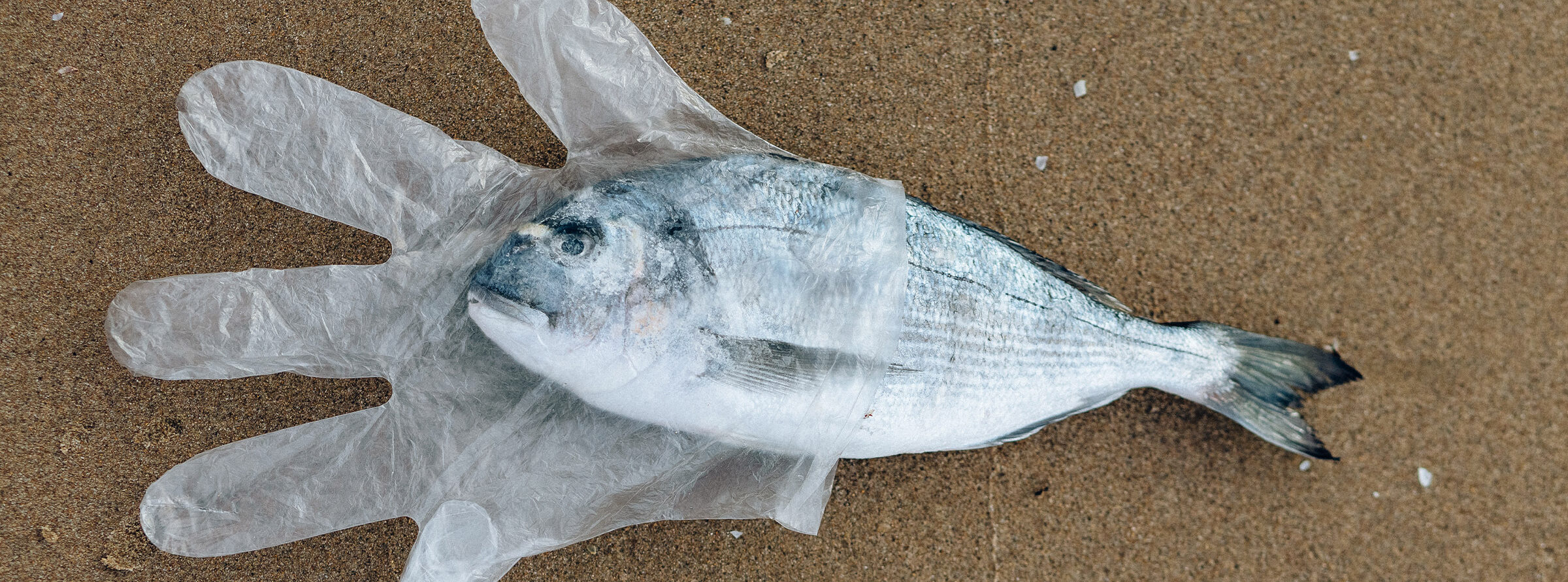 A fish in a plastic glove.