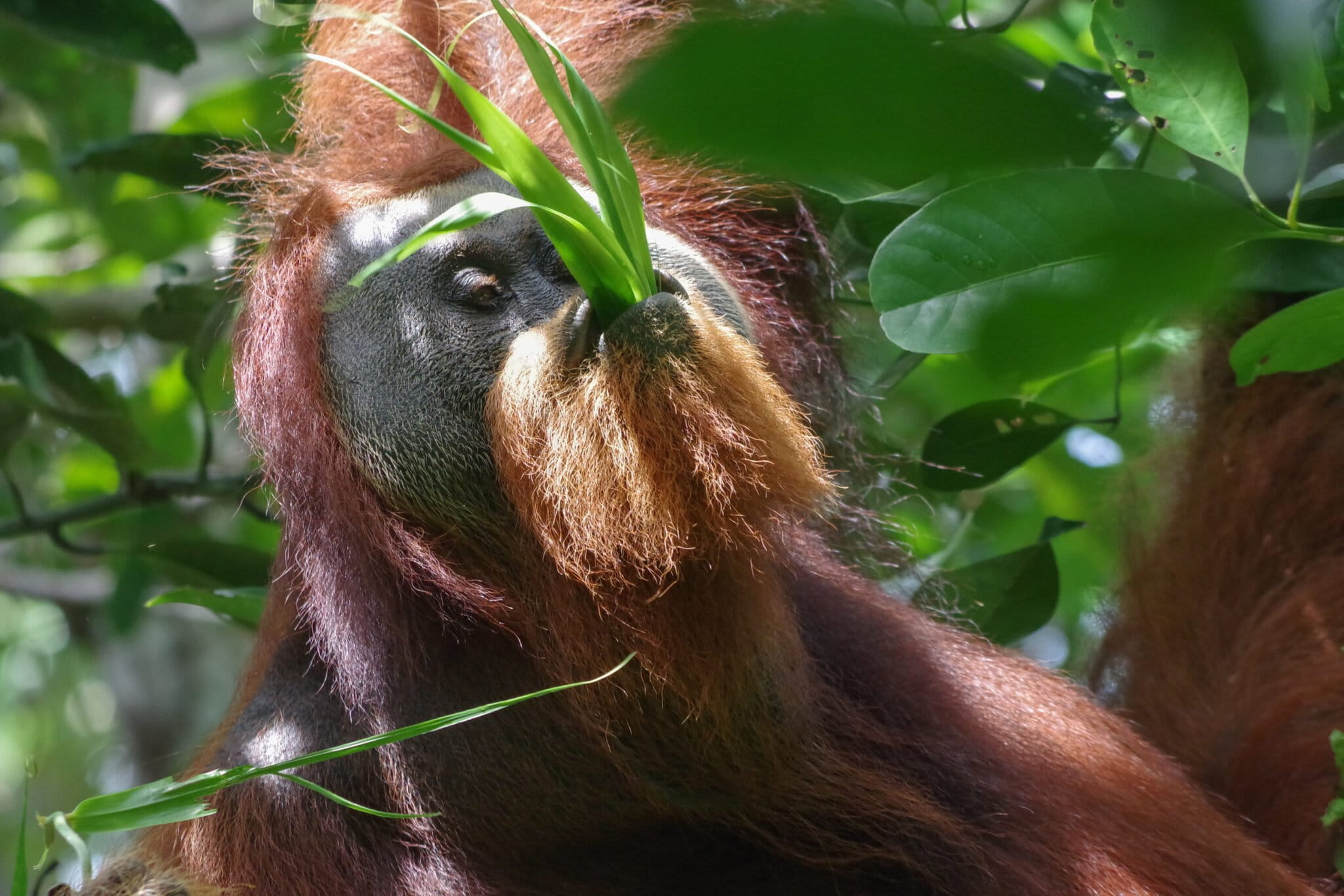 Migrating orangutan males imitate locals to learn about food Study