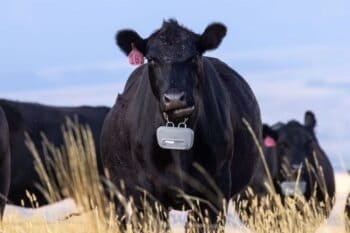 Virtual fencing collars emit a warning sound when an animal approaches the invisible boundary. If the animal does not respond to the sound, the collar will deliver a small electric shock. Image courtesy of Vence.