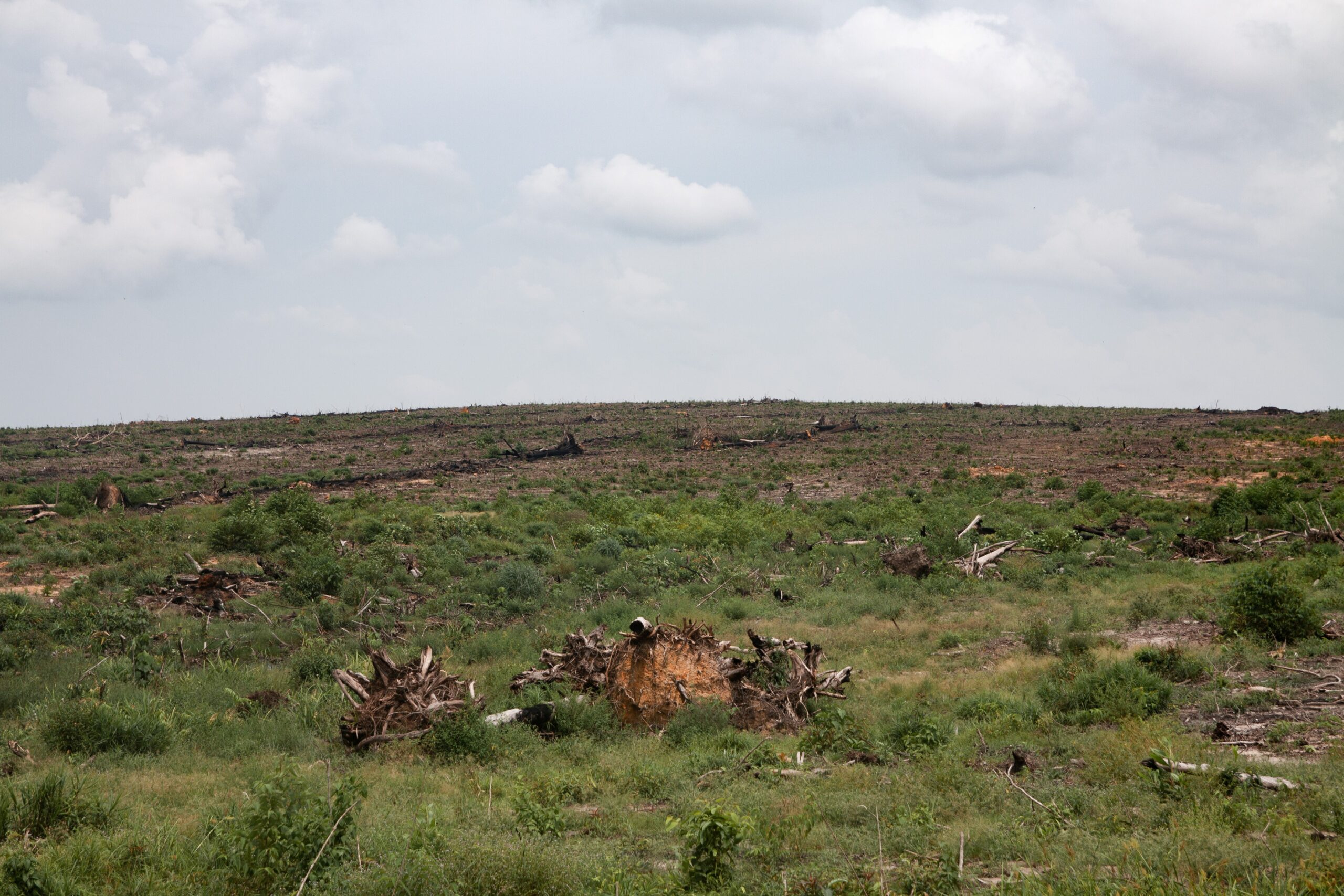 Upturned stumps are all that remains of the pocket of forest that Royal Group has since taken over in Botum Sakor National Park. Photo by Gerald Flynn/Mongabay.