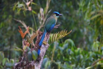 An Andean motmot.