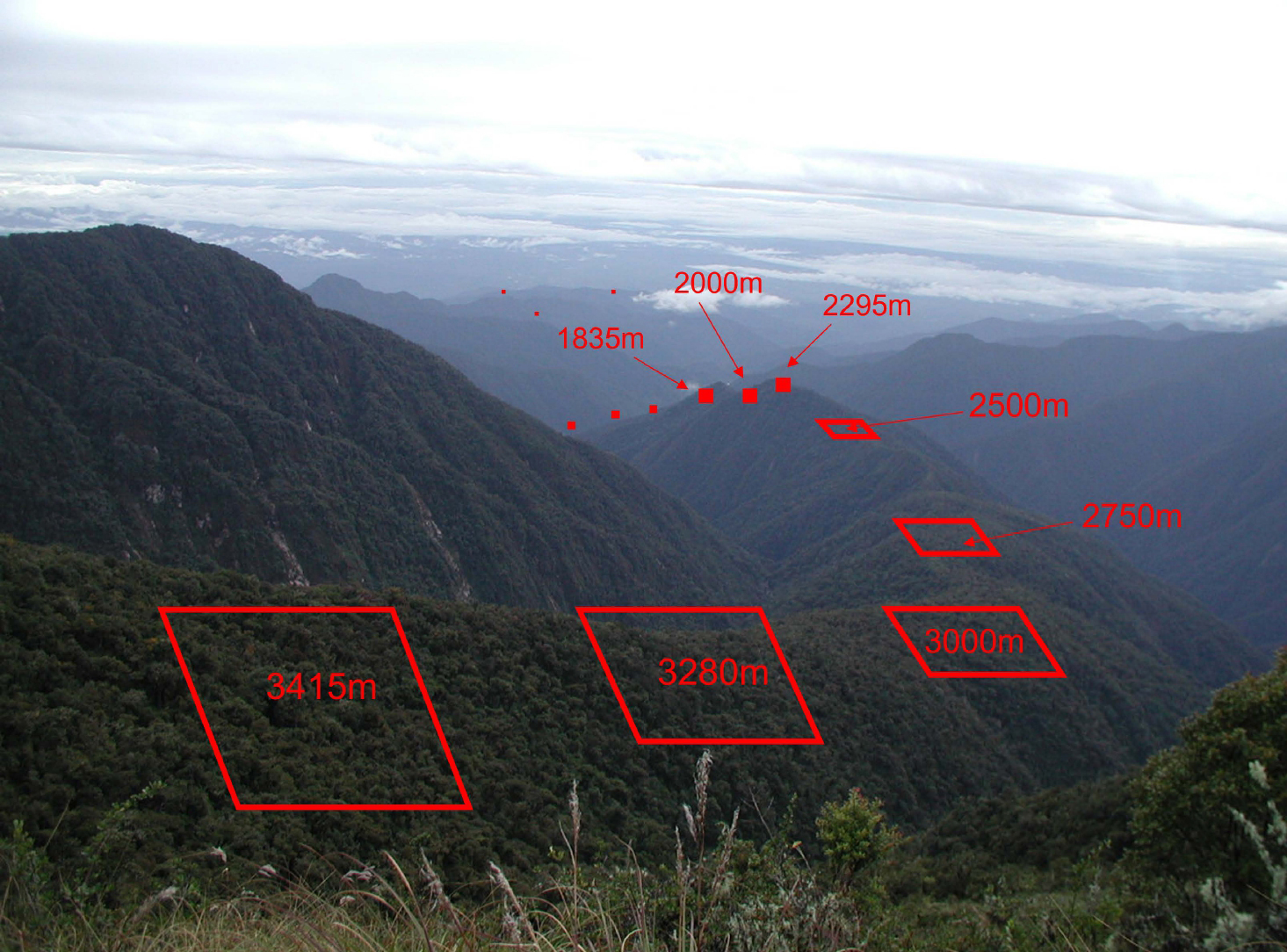 Photo and illustration of transect plots on an elevational gradient in the Kosñipata Valley of the southern Peruvian Amazon.